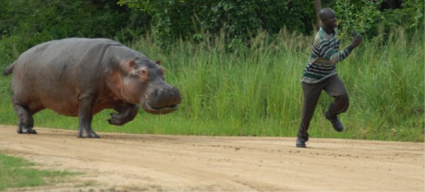 Chased By Hippo E1458951964891